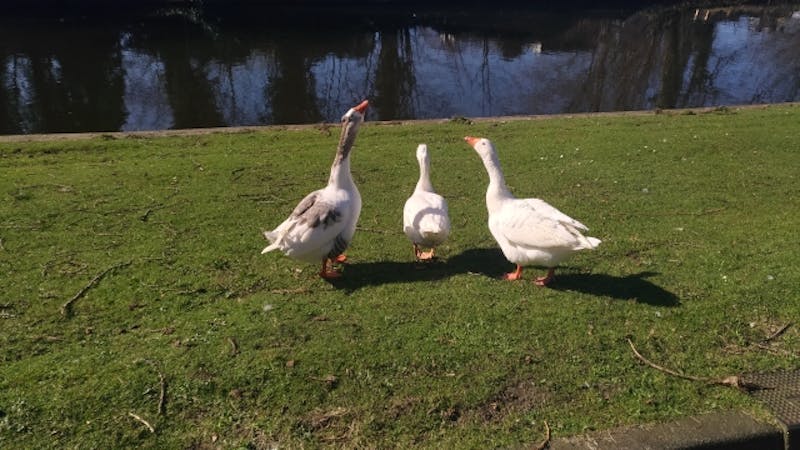 Regelmatig valt er een witte waas over de foto, zoals bij de foto rechtsboven.