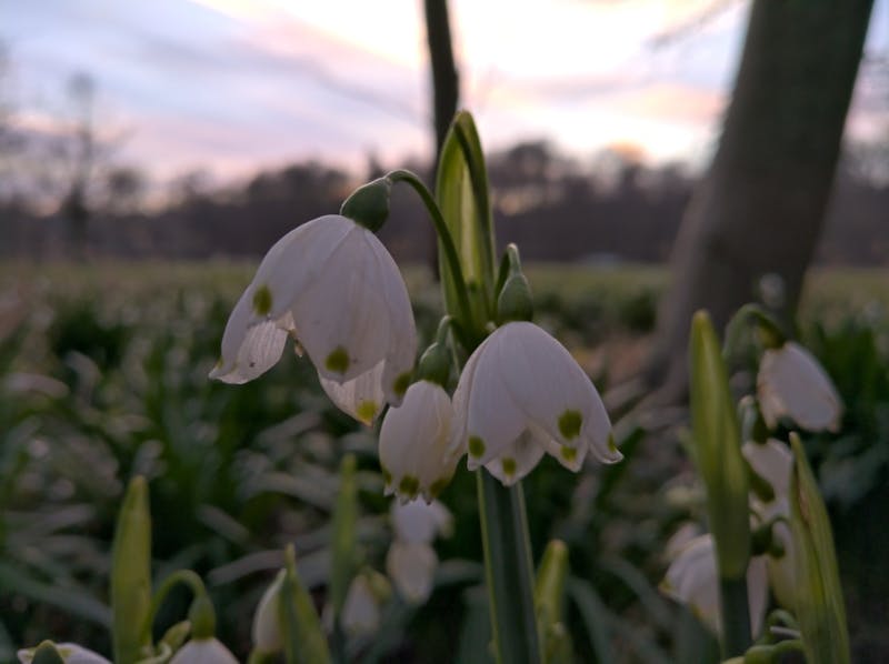 nokia 9 pureview foto