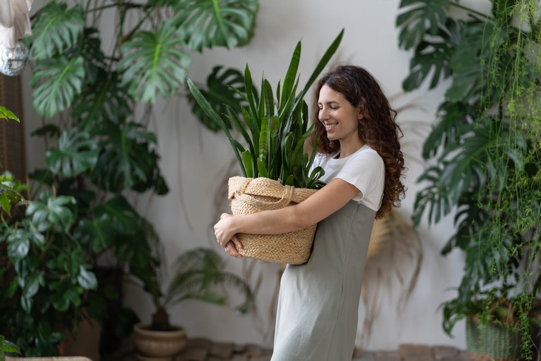 Deze kamerplanten zijn goed voor je gezondheid 