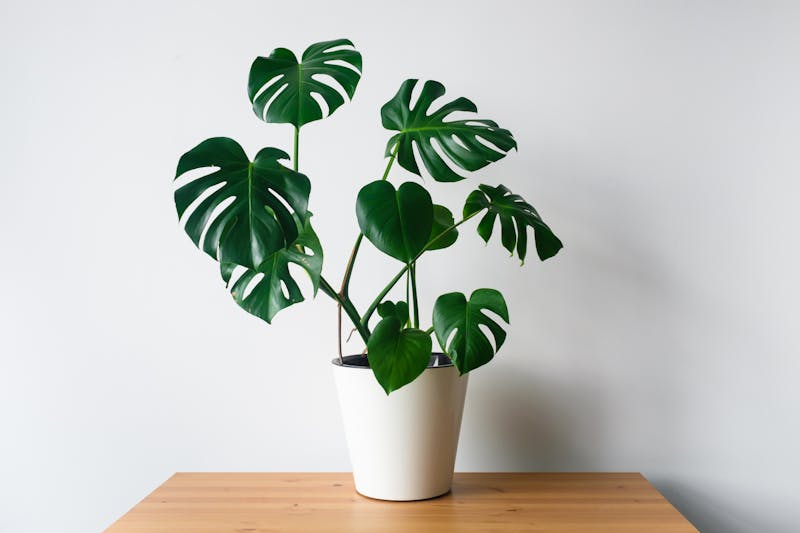 plant monstera tafel kamer