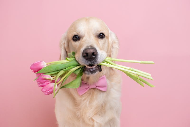 Hond met bloemen