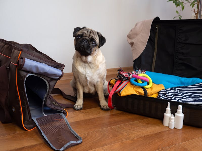 Hondje tussen bagage