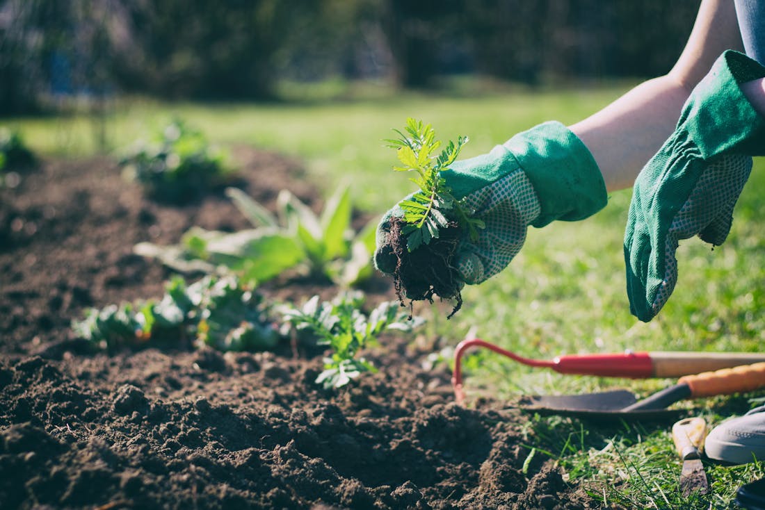 🍅 Zo maak je een moestuin - met stappenplan!