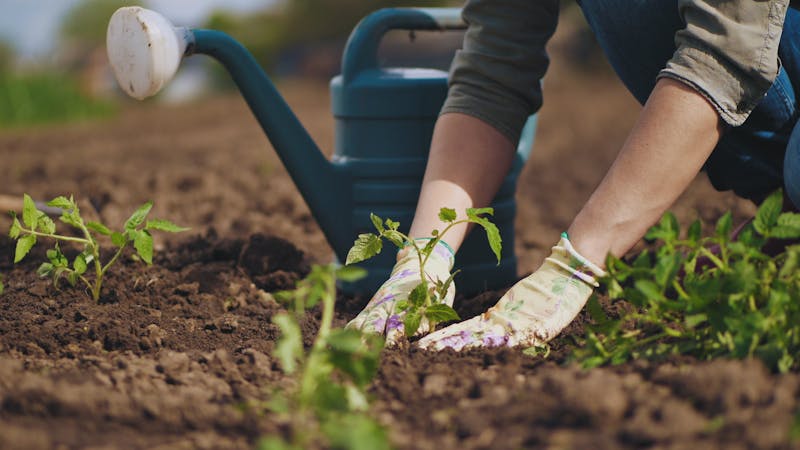 Tomatenplantjes planten