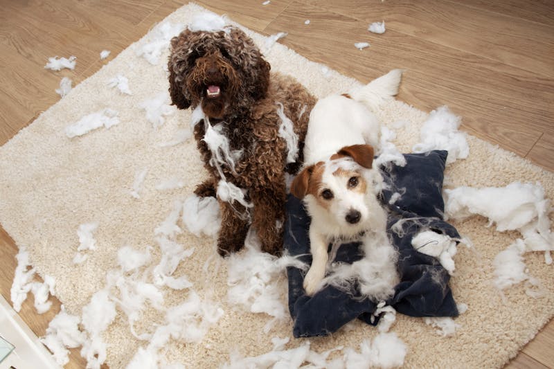 Honden die een kussen kapot hebben gemaakt