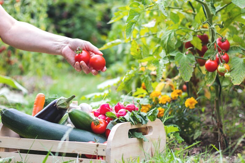 Vrouw oogst tomaten, radijsjes en courgette in moestuin