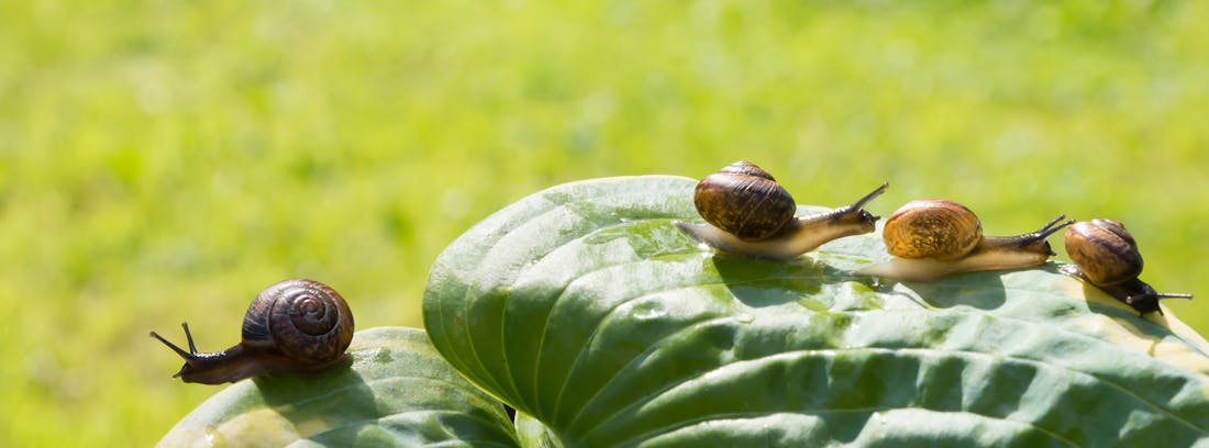 Acht manieren om je tuin te beschermen tegen ongedierte