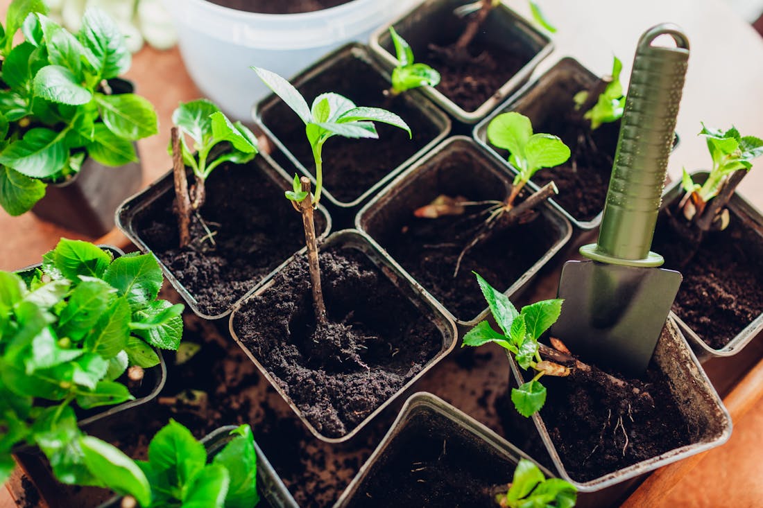 Zo stek je de planten in je tuin 