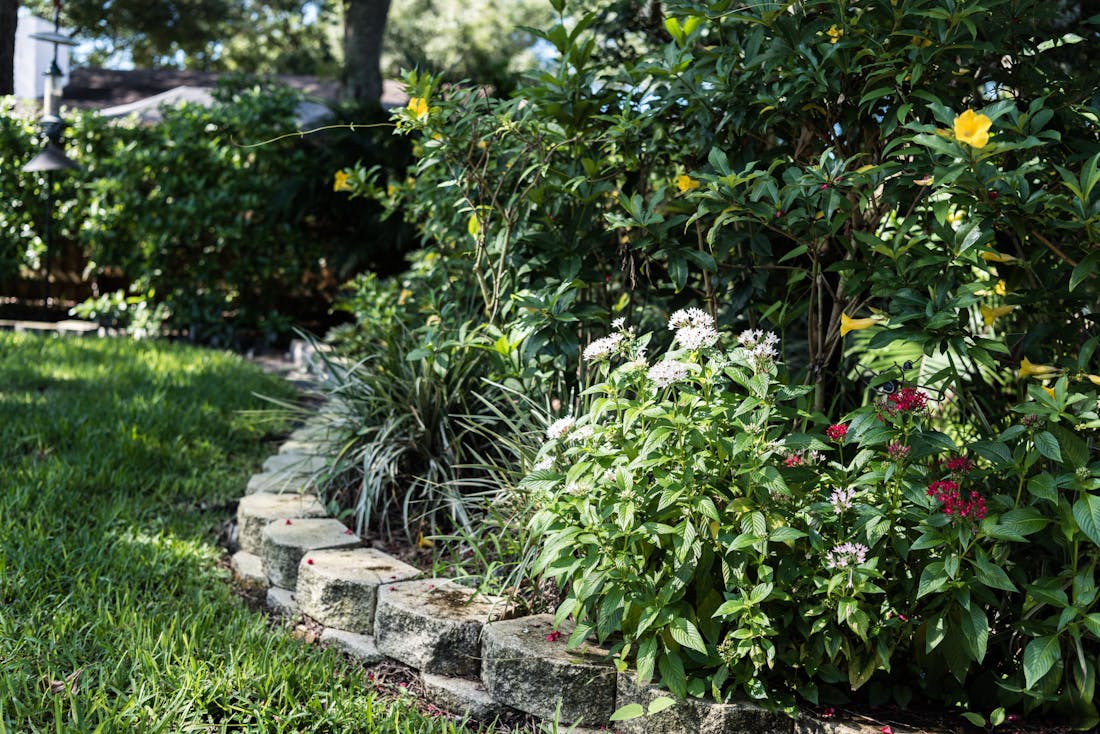 Welke planten zijn het meest geschikt voor een tuin met veel schaduw?