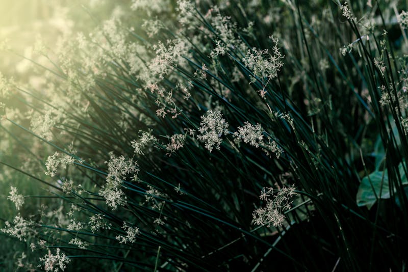 Planten bloemen in schaduw