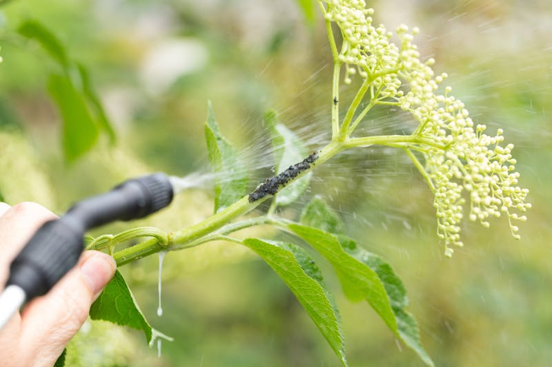 Bladluis op plant