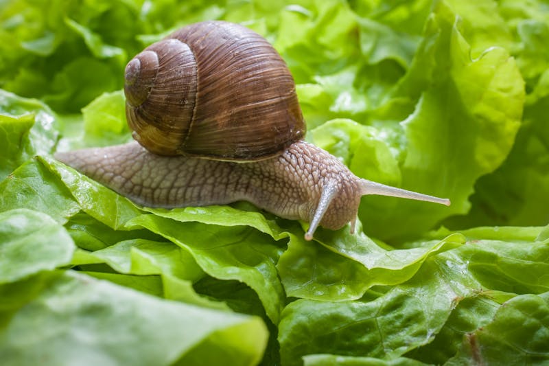 Slak eet blaadjes sla in een tuin