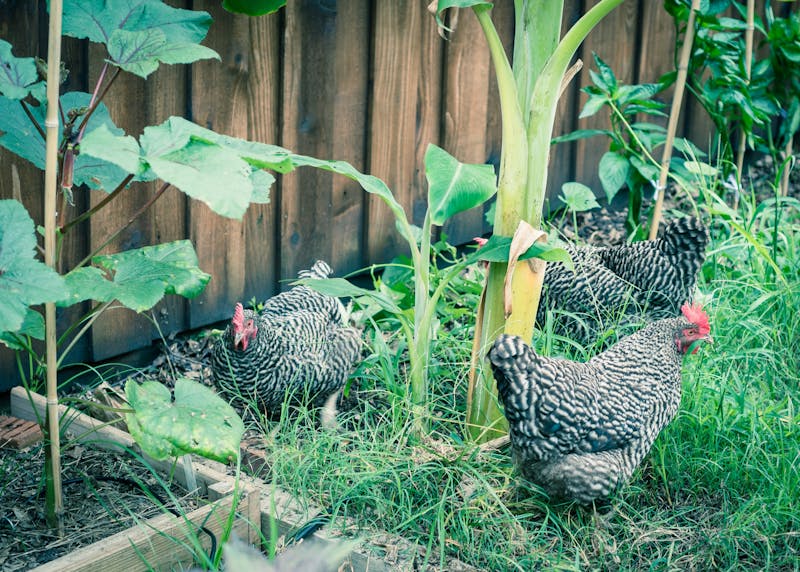 Kippen in een tuin