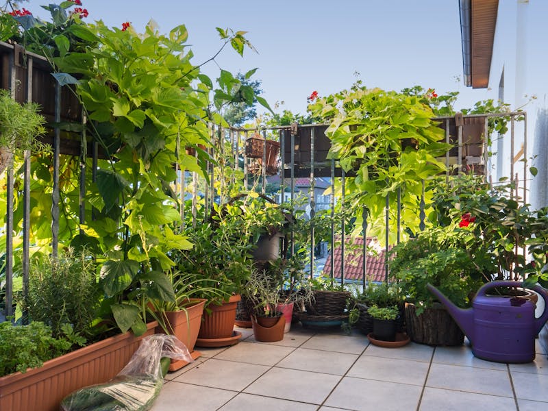 Planten zorgen voor privacy op een balkon