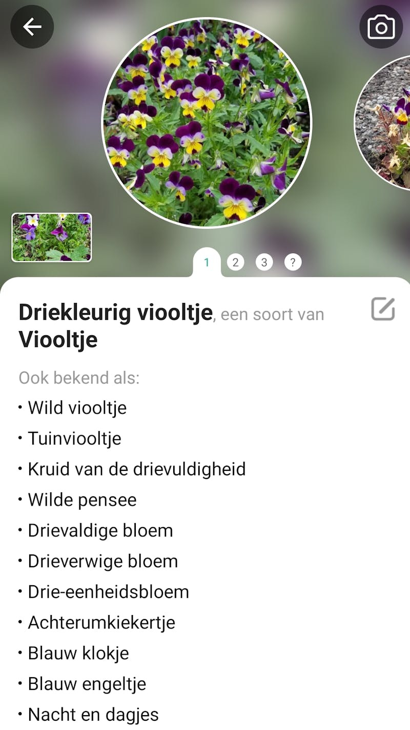 PictureThis app omgeving met uitleg over het driekleurig viooltje