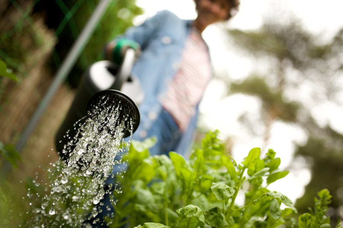 Groen tuinieren: 10 x waterbesparende tips voor de tuin