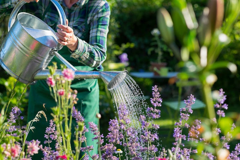 Bloeiende planten water geven