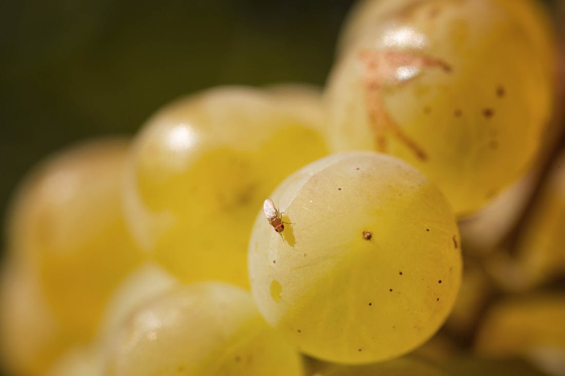 Fruitvliegjes: tips om ze te bestrijden én te voorkomen