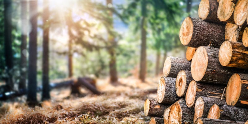 Gekapte boomstammen in een bos