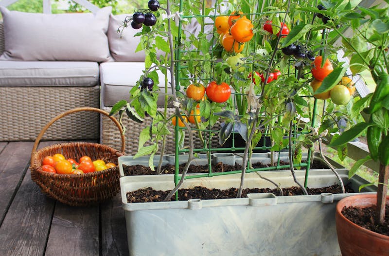 Tomaten planten op het balkon