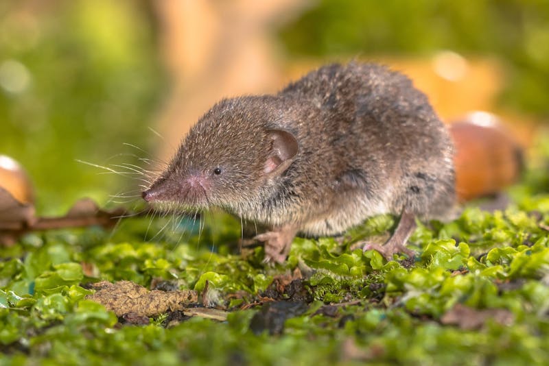 Een bruine spitsmuis