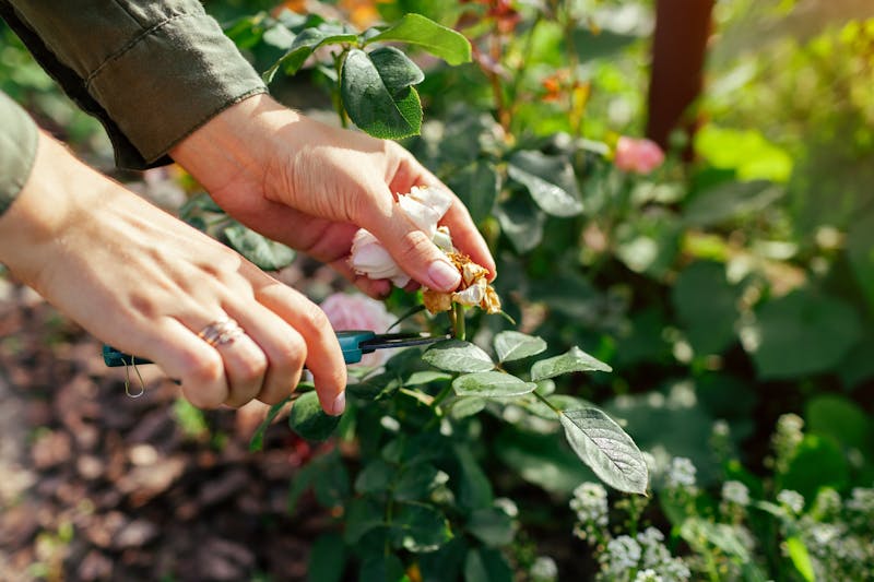 Vrouw snoeit uitgebloeide bloemen