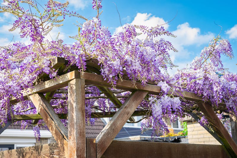 Schaduw in de tuin met een pergola