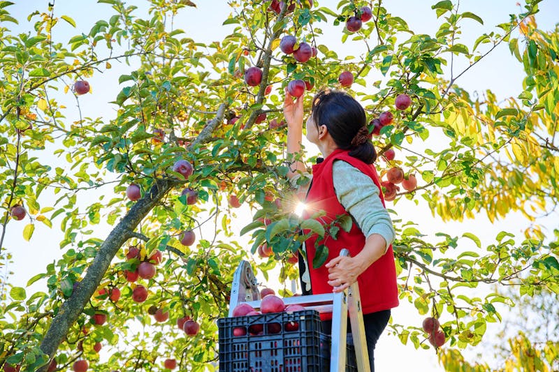 Appels plukken