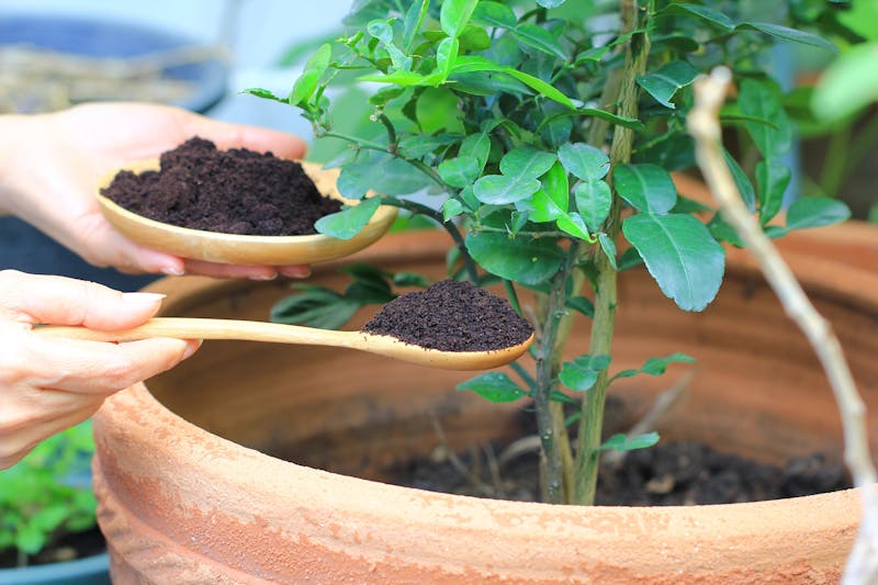 Planten bemesten met koffiedik