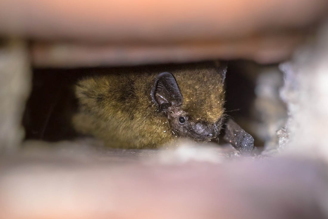 Natuurvriendelijk isoleren: zo gaat dat in z’n werk