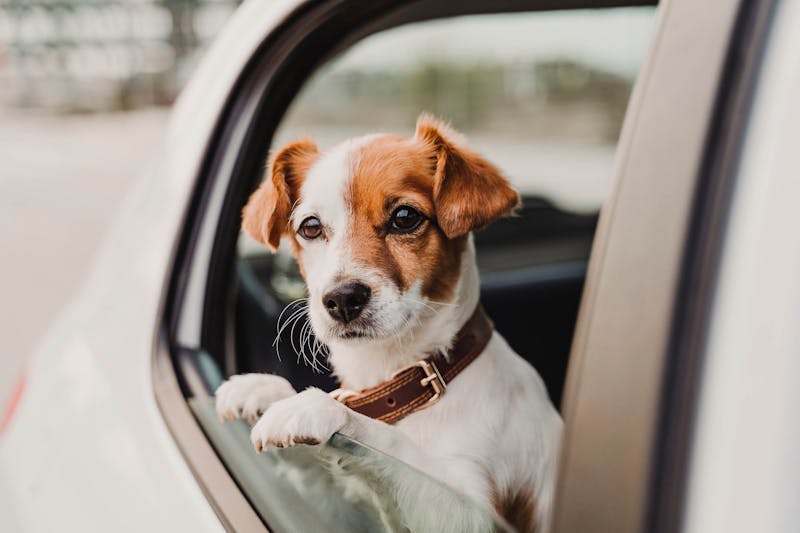 Hond kijkt uit autoraam