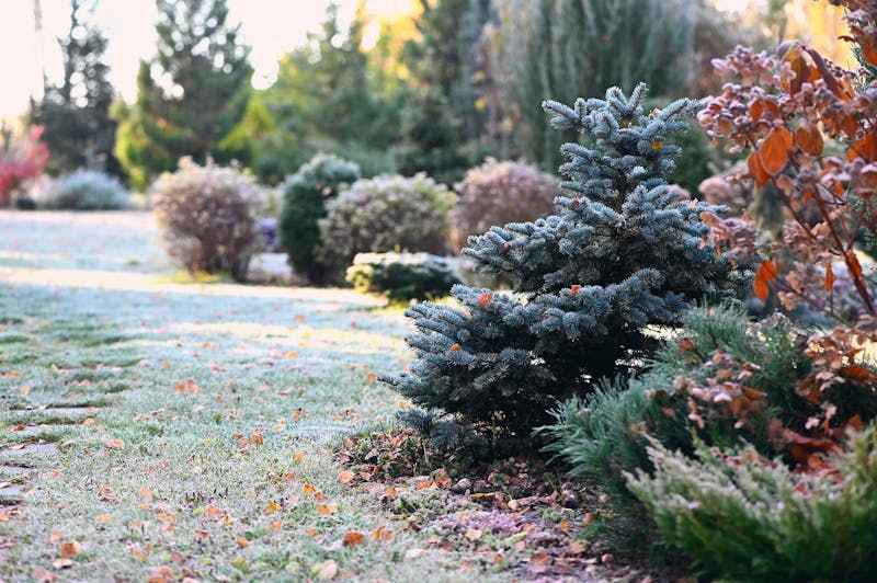 Tuin in de winter