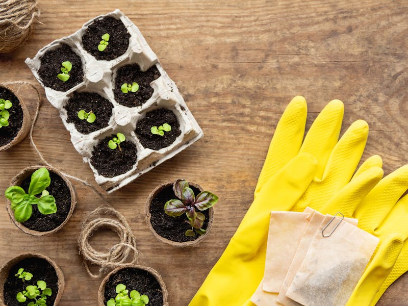 Basilicumplantjes