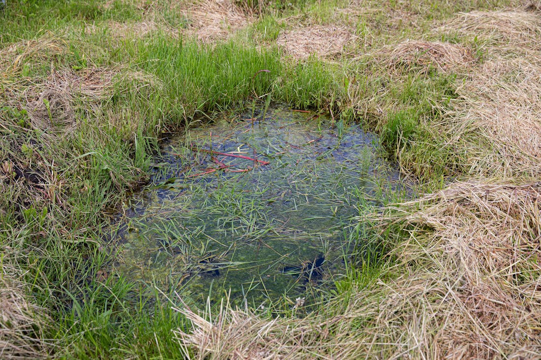 Natte winters, droge zomers: tijd voor een wadi (je tuin wordt er blij van!)