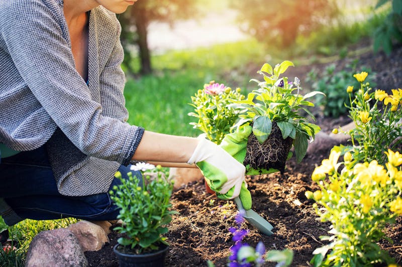 Zomerbloeiers planten