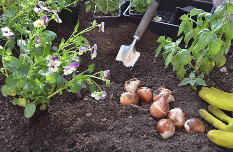 Zomerbollen planten