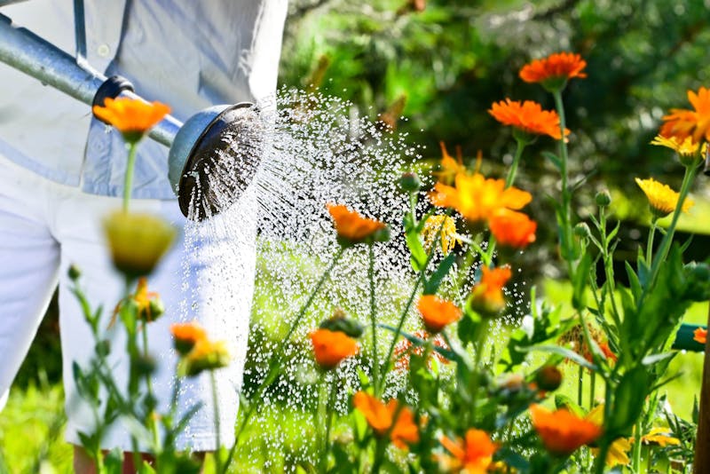 Bloemen water geven