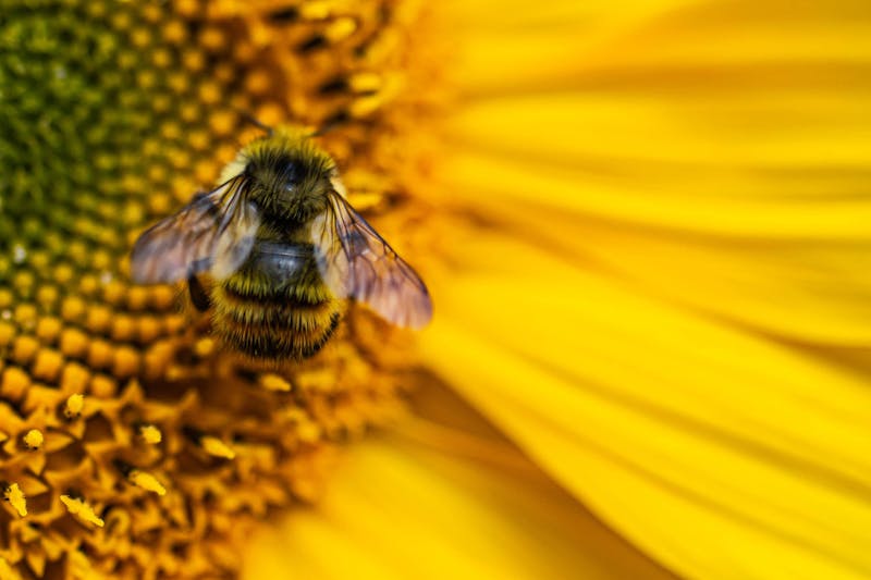 Close-up van bij op bloem