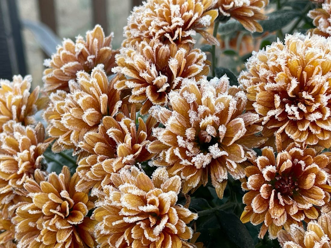 Winterklaar! Zo help je jouw planten de koude maanden door