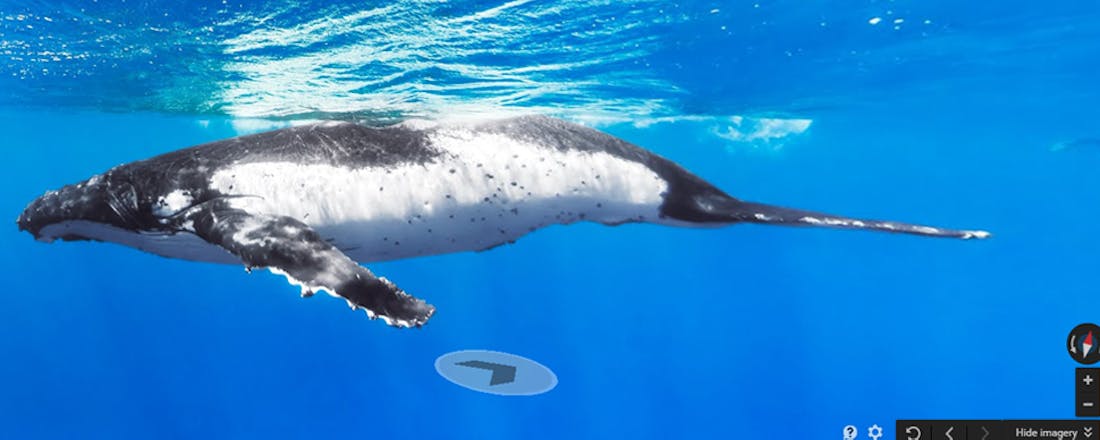 Zwemmen met walvissen in Google Maps