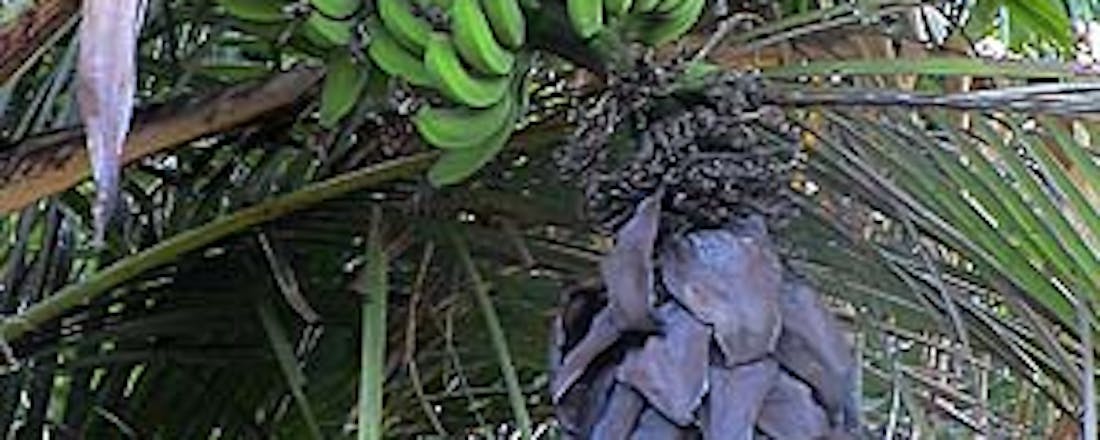 Databank van planten biedt hulp bij tuinieren