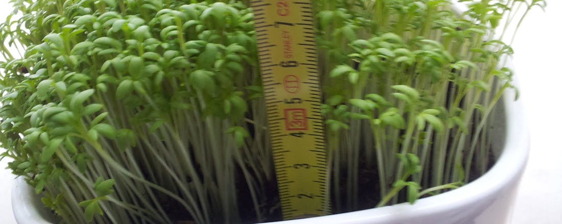 Lezers Computer Idee: wifi níet schadelijk voor tuinkers!