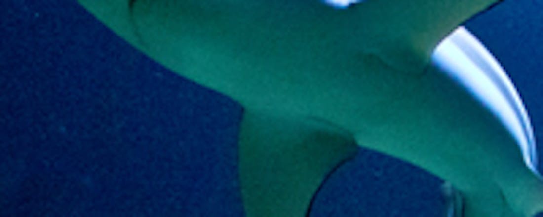 Australië test Twitteralarm bij haaien