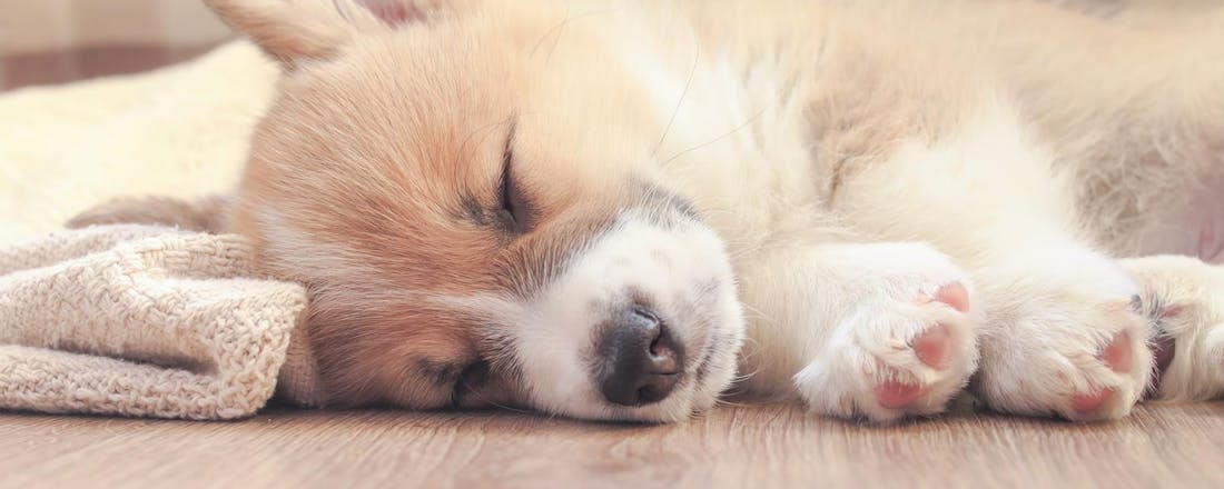 Slapende hond op de vloer. Wat is een slaapcoach en waarvoor gebruik je het?