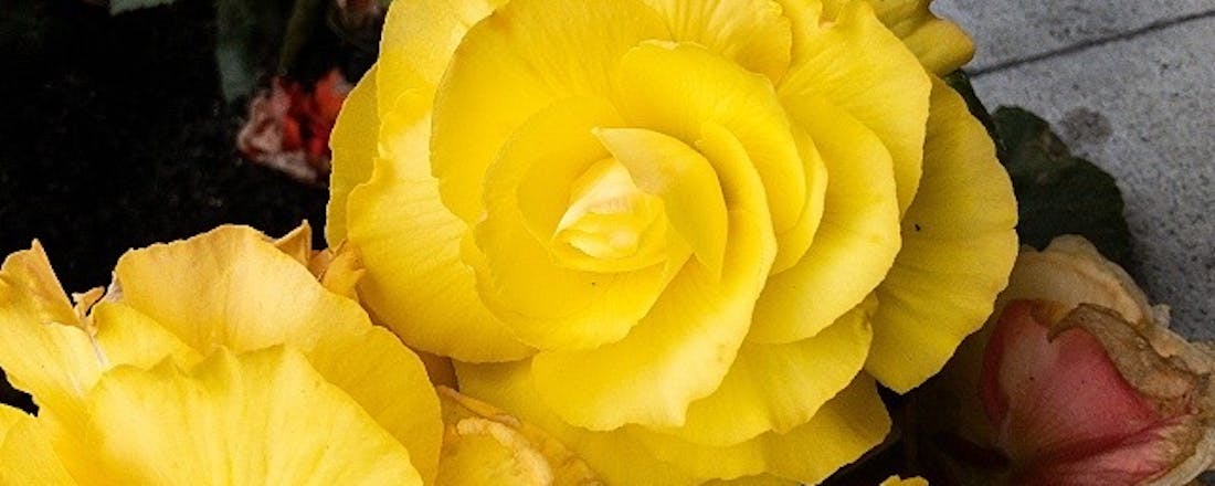 98d78d8e-6865-4b25-b8f8-559a56cf9e19.jpeg RAW-foto’s bewerken in Lightroom voor iOS en iPadOS