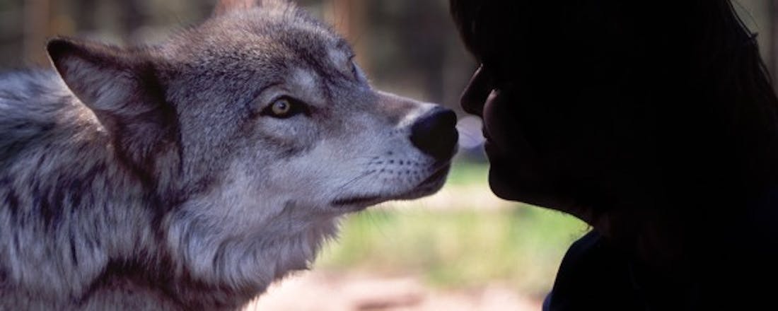 computertotaal_22088_irzmnshowkxtzvut.jpg 19 tips om foto's te bewerken met Picasa