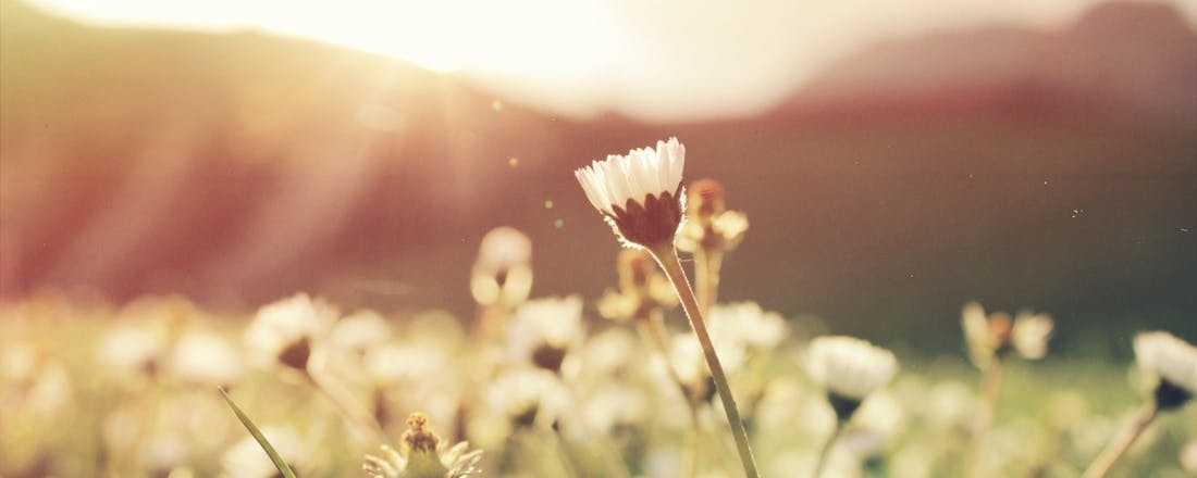 alexandru-tudorache-17852-unsplash.jpg 5 apps die je helpen bij hooikoorts