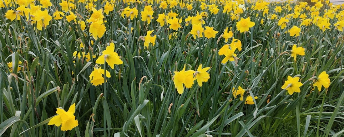 oppofindx3litefoto-2.jpg Foto's beheren op een NAS met Synology Photos