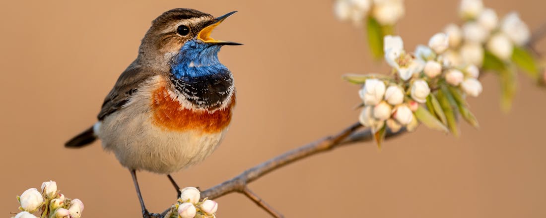 Zangvogel Vogelgeluiden herkennen met Raspberry Pi: Dit heb je nodig