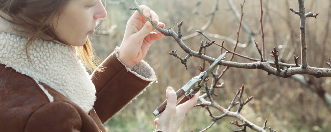 Zo maak je je (mediterrane) tuin klaar voor de winter